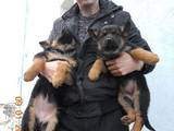 Собаки, щенята Німецька вівчарка, ціна 1200 Грн., Фото
