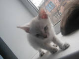 Кішки, кошенята Сіамська, ціна 200 Грн., Фото