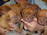Собаки, щенки Бордосский дог, цена 3500 Грн., Фото