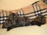 Кішки, кошенята Персидська, ціна 400 Грн., Фото