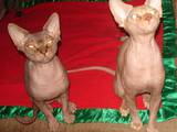 Кошки, котята Восточная короткошерстная, цена 1600 Грн., Фото