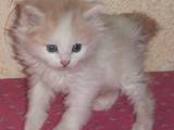 Кошки, котята Курильский бобтейл, цена 900 Грн., Фото