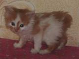 Кішки, кошенята Курильський бобтейл, ціна 900 Грн., Фото
