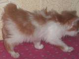 Кошки, котята Курильский бобтейл, цена 900 Грн., Фото