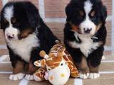 Собаки, щенки Бернская горная собака, цена 3500 Грн., Фото