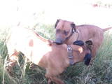 Собаки, щенята Родезійського ріджбек, ціна 2400 Грн., Фото