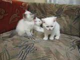 Кішки, кошенята Колор-пойнт короткошерстий, ціна 1000 Грн., Фото