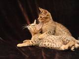 Кошки, котята Оцикат, цена 4000 Грн., Фото