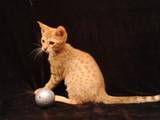Кішки, кошенята Оцикат, ціна 4000 Грн., Фото