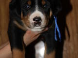 Собаки, щенки Большой Швейцарский зенненхунд, цена 10000 Грн., Фото
