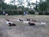 Собаки, щенята Заняття, тренування, ціна 35 Грн., Фото