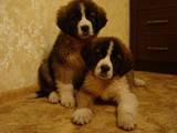 Собаки, щенки Московская сторожевая, цена 1300 Грн., Фото