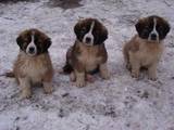 Собаки, щенки Московская сторожевая, цена 1300 Грн., Фото