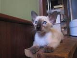 Кошки, котята Восточная короткошерстная, цена 2500 Грн., Фото
