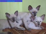 Кішки, кошенята Східна короткошерста, ціна 2500 Грн., Фото