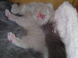 Кішки, кошенята Бірманська, ціна 800 Грн., Фото