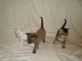 Кішки, кошенята Селкірк-рекс, ціна 100 Грн., Фото
