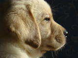 Собаки, щенята Лабрадор ретрівер, ціна 3200 Грн., Фото