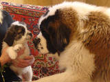 Собаки, щенята Московська сторожова, ціна 2400 Грн., Фото
