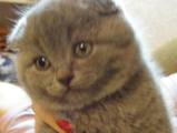 Кішки, кошенята Американська короткошерста, ціна 1500 Грн., Фото