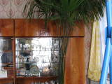 Домашні рослини Пальми, ціна 1 Грн., Фото
