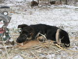 Собаки, щенята Німецька вівчарка, ціна 1300 Грн., Фото
