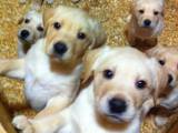 Собаки, щенки Лабрадор ретривер, цена 2900 Грн., Фото