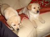 Собаки, щенки Лабрадор ретривер, цена 2900 Грн., Фото