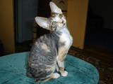 Кішки, кошенята Корніш-рекс, ціна 4000 Грн., Фото