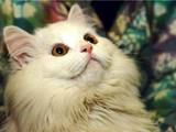 Кішки, кошенята Турецький ван, ціна 50 Грн., Фото