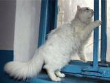 Кошки, котята Турецкий ван, цена 50 Грн., Фото