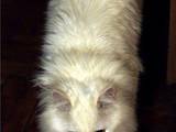 Кошки, котята Турецкий ван, цена 50 Грн., Фото