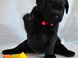 Собаки, щенята Лабрадор ретрівер, ціна 3900 Грн., Фото
