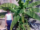 Домашние растения Пальмы, цена 100 Грн., Фото
