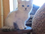 Кошки, котята Шиншилла, цена 3000 Грн., Фото