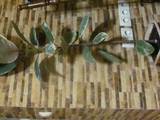 Домашние растения Фикусы, цена 100 Грн., Фото