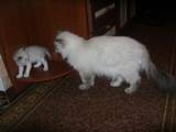 Кошки, котята Балинез, цена 200 Грн., Фото