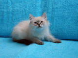 Кішки, кошенята Невськая маскарадна, ціна 3600 Грн., Фото