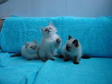 Кошки, котята Невская маскарадная, цена 3600 Грн., Фото