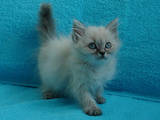 Кошки, котята Невская маскарадная, цена 3600 Грн., Фото