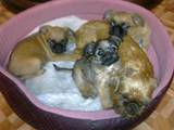 Собаки, щенки Брюссельский гриффон, цена 3200 Грн., Фото