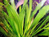 Рибки, акваріуми Водні рослини, ціна 50 Грн., Фото