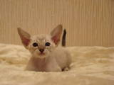 Кошки, котята Ориентальная, цена 2500 Грн., Фото