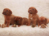 Собаки, щенки Бордосский дог, цена 5500 Грн., Фото