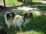 Собаки, щенки Папильон, цена 5500 Грн., Фото