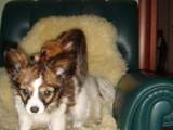 Собаки, щенята Папільон, ціна 8000 Грн., Фото