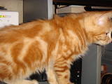 Кішки, кошенята Курильський бобтейл, ціна 650 Грн., Фото