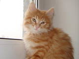 Кошки, котята Курильский бобтейл, цена 650 Грн., Фото