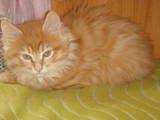 Кошки, котята Курильский бобтейл, цена 650 Грн., Фото