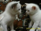 Кішки, кошенята Невськая маскарадна, ціна 500 Грн., Фото
